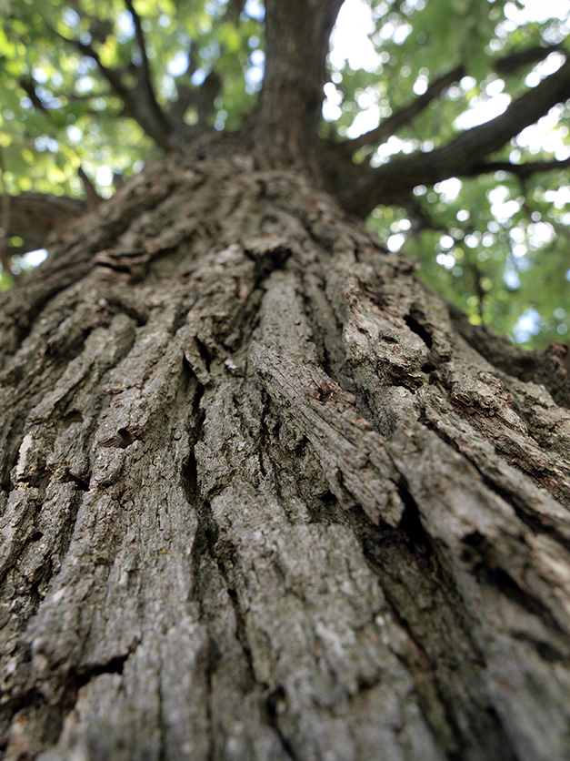 arborbuds reforestation tree care