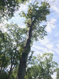 arborbuds tree service 2017